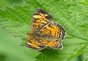 29th May 2016 - Pearl Crescent