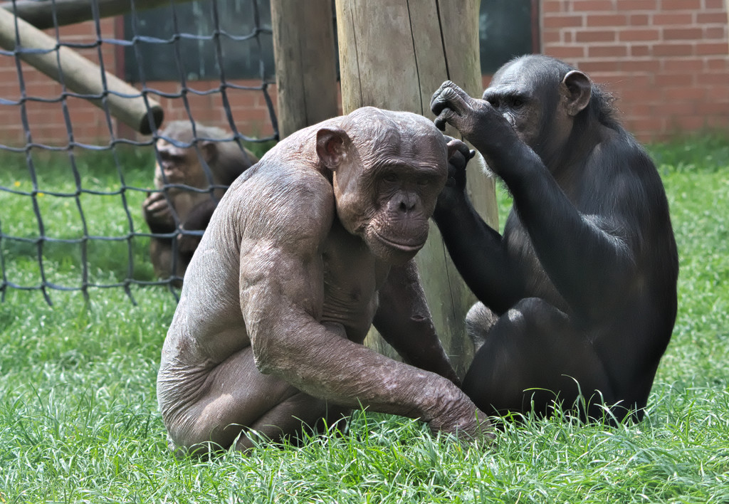 Alopecia Chimpanzee and Friend by phil_howcroft