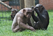 28th May 2016 - Alopecia Chimpanzee and Friend