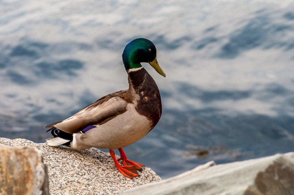 Mallard Duck by joansmor