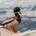 Mallard Duck by joansmor