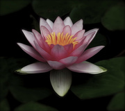 28th May 2016 - Lotus Blossom