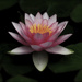 Lotus Blossom by joysfocus