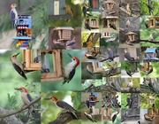 28th May 2016 - Woodpeckers 2016