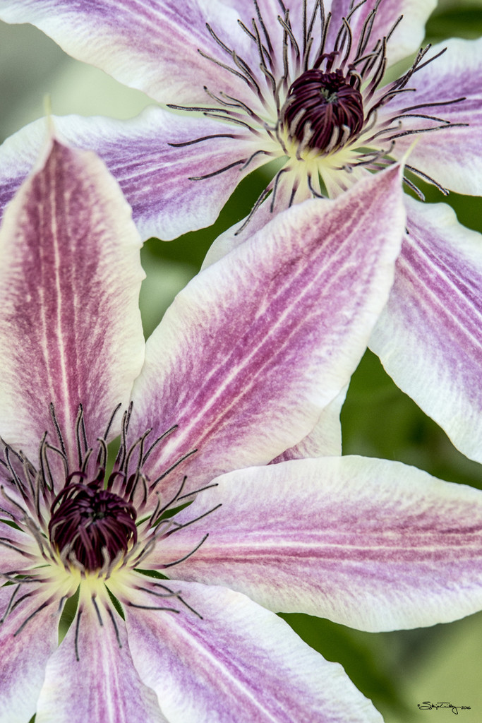 Clematis by skipt07