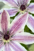 24th May 2016 - Clematis