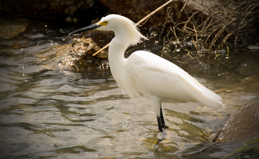 Snowy Egret Waiting for Dinner to Float By! by rickster549