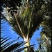 Nikau Palm by yorkshirekiwi