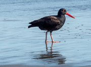 17th May 2016 - Oregonian Oyster Catcher