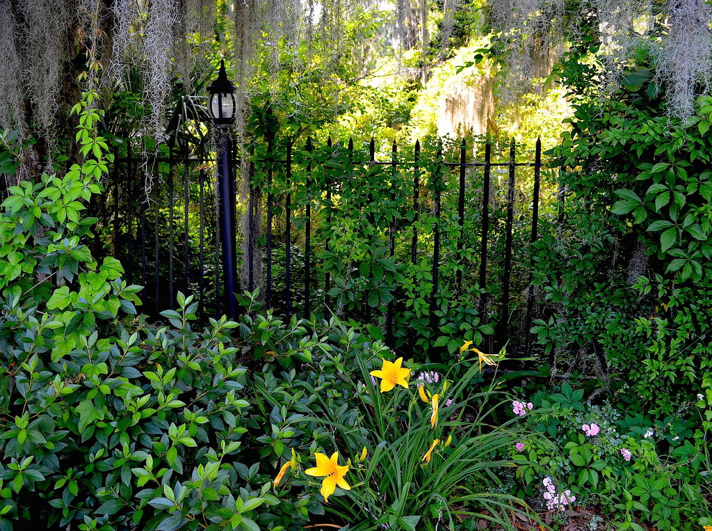 Day lilies and iron fence, Magnolia Gardens, Charleston, SC by congaree