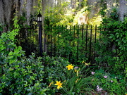 29th May 2016 - Day lilies and iron fence, Magnolia Gardens, Charleston, SC