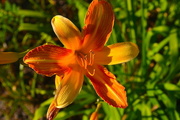 29th May 2016 - Day lily