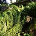 Ferns, ferns and more ferns by mimiducky