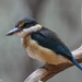 Glorious Azure Kingfisher by flyrobin