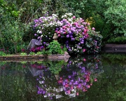 26th May 2016 - Rhododendrons In The Arboretum 