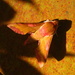 Small elephant hawk moth  by steveandkerry