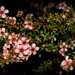 Manuka Flowers by nickspicsnz