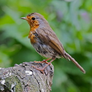 27th May 2016 - MY FAVOURITE ROBIN OF THE WEEK