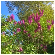 28th May 2016 - Lilacs in the yard