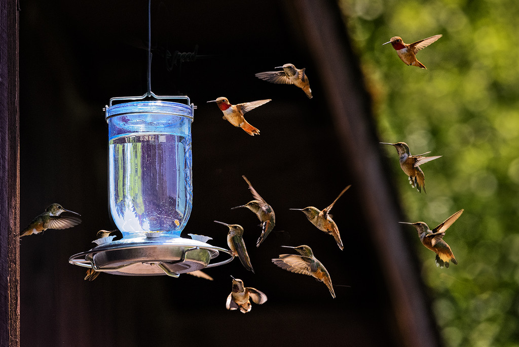 How Many Hummers Can a Feeder Feed ? by jgpittenger
