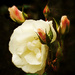 Rosebuds by joysfocus