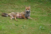 30th Sep 2010 - Primrose Hill Fox