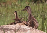 29th May 2016 - Mallard hen with her 7 babes!