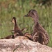 Mallard hen with her 7 babes! by rob257