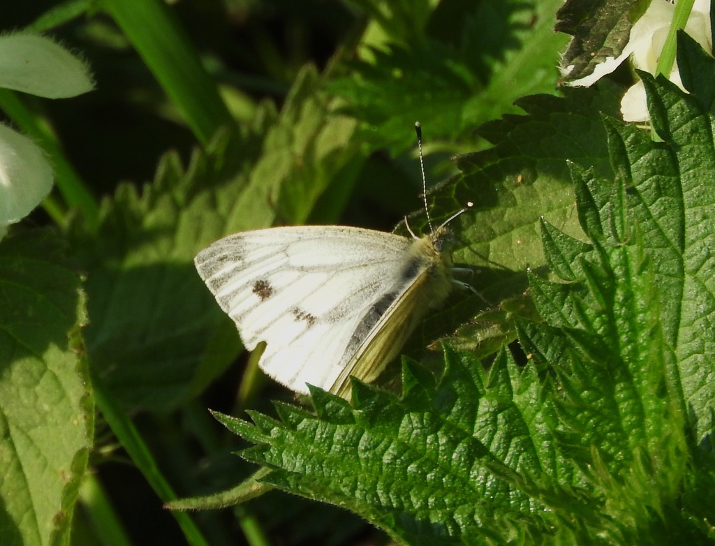 Large white by oldjosh