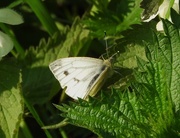 17th May 2016 - Large white