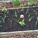 Planted more vegetables  by cataylor41