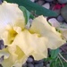 Iris Flower by cataylor41