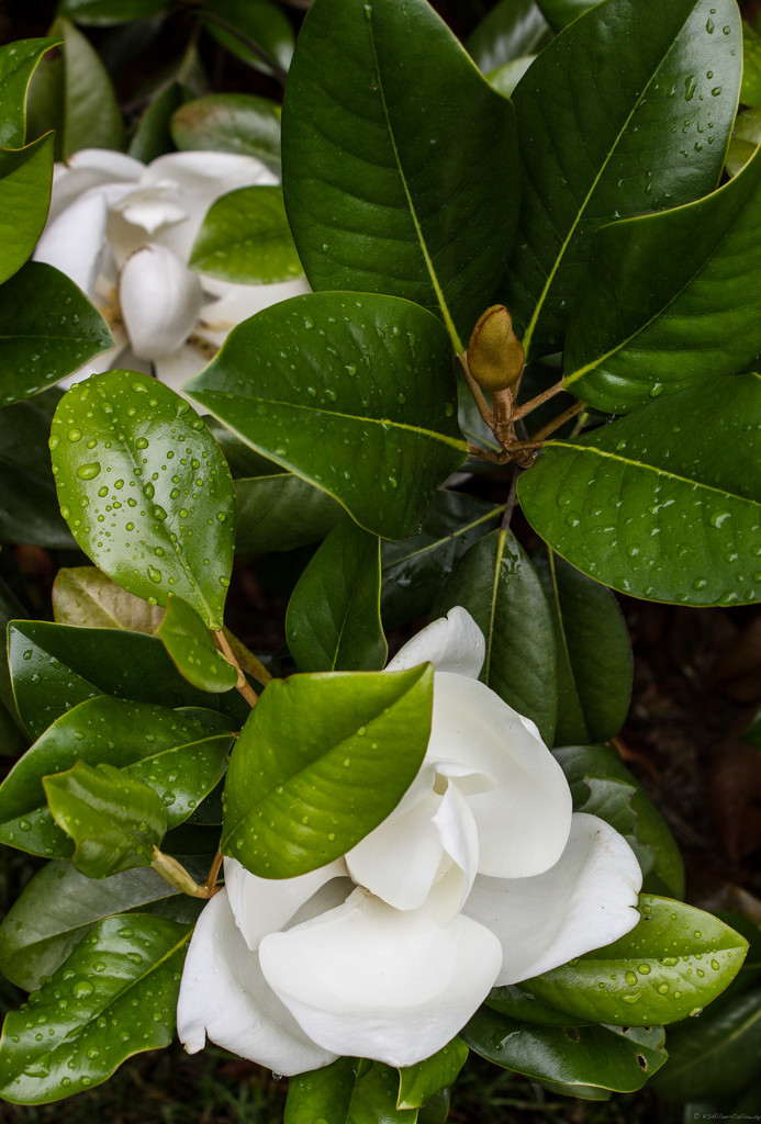 Magnolias by randystreat
