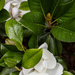 Magnolias by randystreat