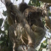 winking by koalagardens