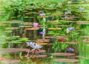 26th May 2016 - More waterlilies