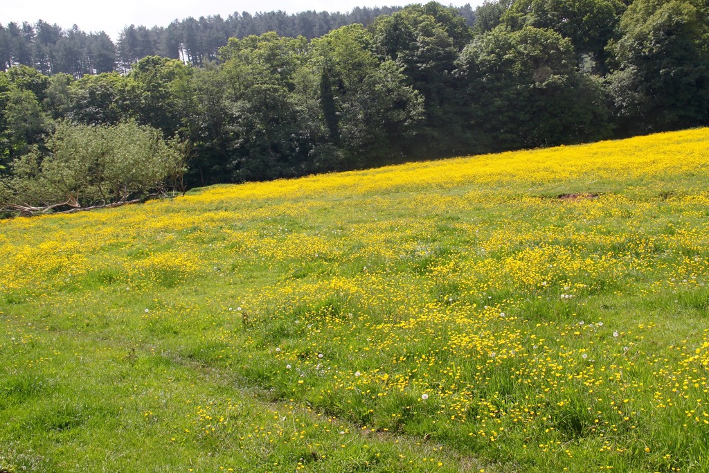 Field of buttercups by sabresun