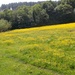 Field of buttercups by sabresun