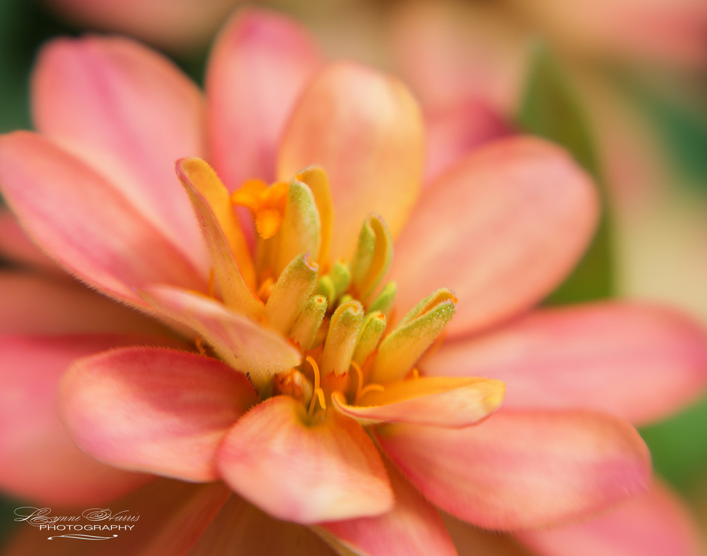 Pink Passion by lynne5477