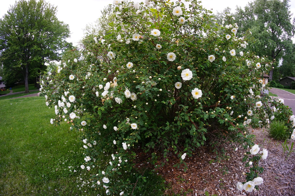 Wild Rose Bush by tosee