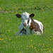Calf in the buttercups. by shirleybankfarm
