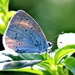 Small Blue Butterfly. by wendyfrost