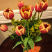 Tulips by marylandgirl58