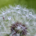 dandy droplets by aecasey