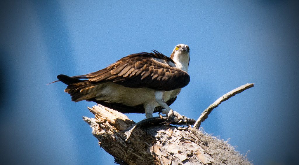 Osprey with Lunch! by rickster549
