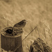 Savannah Sparrow by elatedpixie
