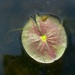 I Heart the Pond by juliedduncan