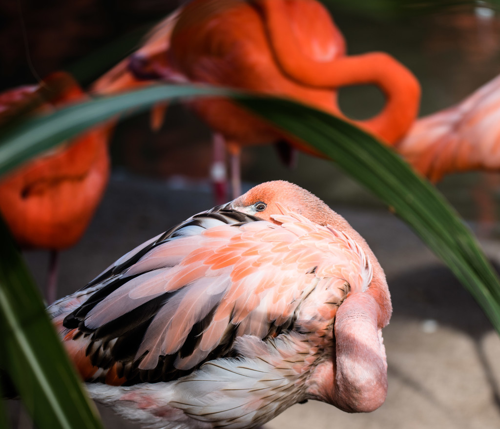 Flamingo Friday - 010 by stray_shooter