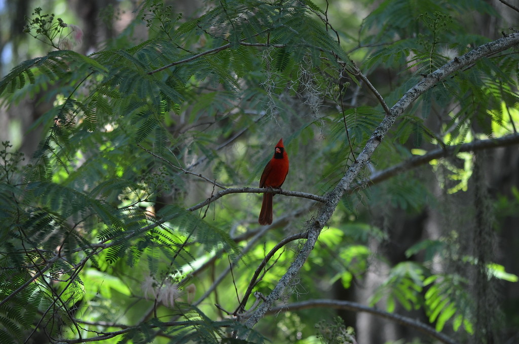 Cardinal, Magnolia Gardens, Charleston, SC by congaree
