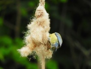 24th May 2016 - Blue tit